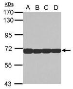 STIP1 Antibody in Western Blot (WB)