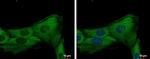 JNK3 Antibody in Immunocytochemistry (ICC/IF)