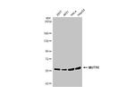 MUTYH Antibody in Western Blot (WB)