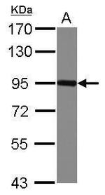 Nectin 3 Antibody in Western Blot (WB)