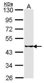 SEPHS2 Antibody in Western Blot (WB)