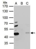 EBP1 Antibody in Immunoprecipitation (IP)