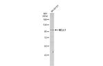 NELL1 Antibody in Western Blot (WB)