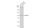 NELL1 Antibody in Western Blot (WB)