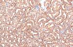 MOX1 Antibody in Immunohistochemistry (Paraffin) (IHC (P))