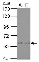 MOX1 Antibody in Western Blot (WB)