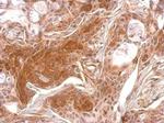 TPK1 Antibody in Immunohistochemistry (Paraffin) (IHC (P))