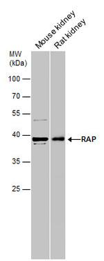 RAP Antibody in Western Blot (WB)