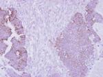 Arginase 2 Antibody in Immunohistochemistry (Paraffin) (IHC (P))