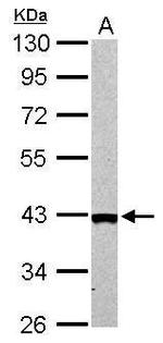 Arginase 2 Antibody in Western Blot (WB)