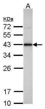 IDH3A Antibody in Western Blot (WB)