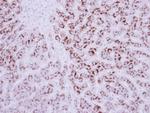 EDIL3 Antibody in Immunohistochemistry (Paraffin) (IHC (P))