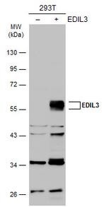 EDIL3 Antibody in Western Blot (WB)