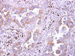 LILRB5 Antibody in Immunohistochemistry (Paraffin) (IHC (P))