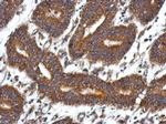 QDPR Antibody in Immunohistochemistry (Paraffin) (IHC (P))