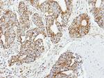 DCI Antibody in Immunohistochemistry (Paraffin) (IHC (P))