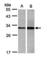 DCI Antibody in Western Blot (WB)