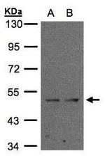 IFRD1 Antibody in Western Blot (WB)