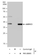 AKR1C3 Antibody in Immunoprecipitation (IP)