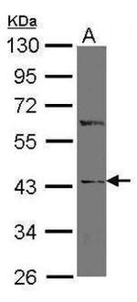 IDO1 Antibody in Western Blot (WB)