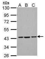 Bif1 Antibody in Western Blot (WB)
