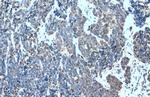 MMP7 Antibody in Immunohistochemistry (Paraffin) (IHC (P))