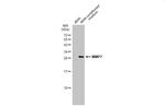 MMP7 Antibody in Western Blot (WB)