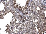 AID Antibody in Immunohistochemistry (Paraffin) (IHC (P))