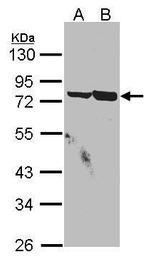 SSX2IP Antibody in Western Blot (WB)