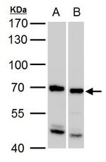 SSX2IP Antibody in Western Blot (WB)