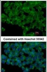 PODXL Antibody in Immunocytochemistry (ICC/IF)