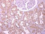 PODXL Antibody in Immunohistochemistry (Paraffin) (IHC (P))