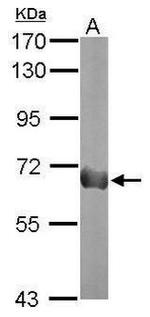 PODXL Antibody in Western Blot (WB)