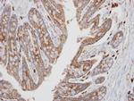 PKA alpha Antibody in Immunohistochemistry (Paraffin) (IHC (P))