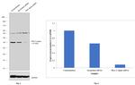 PKA alpha Antibody in Western Blot (WB)