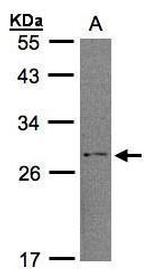 RGS2 Antibody in Western Blot (WB)