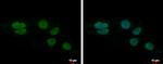 LUZP4 Antibody in Immunocytochemistry (ICC/IF)