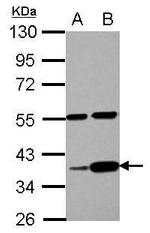 LUZP4 Antibody in Western Blot (WB)