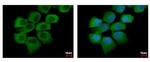 SEMA6A Antibody in Immunocytochemistry (ICC/IF)