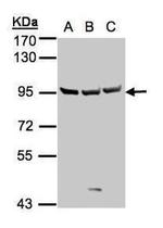 SEMA6A Antibody in Western Blot (WB)