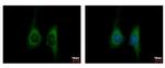 KIR2DL4 Antibody in Immunocytochemistry (ICC/IF)