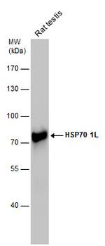 HSP701L Antibody in Western Blot (WB)