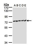 HSP701L Antibody in Western Blot (WB)