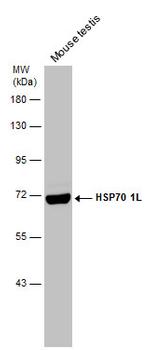 HSP701L Antibody in Western Blot (WB)