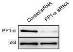 PP1 alpha Antibody in Western Blot (WB)