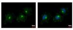 C1S Antibody in Immunocytochemistry (ICC/IF)