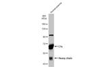 C1S Antibody in Western Blot (WB)