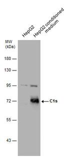 C1S Antibody in Western Blot (WB)