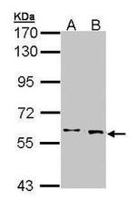 MNT Antibody in Western Blot (WB)