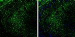 PRKAR2B Antibody in Immunohistochemistry (Frozen) (IHC (F))